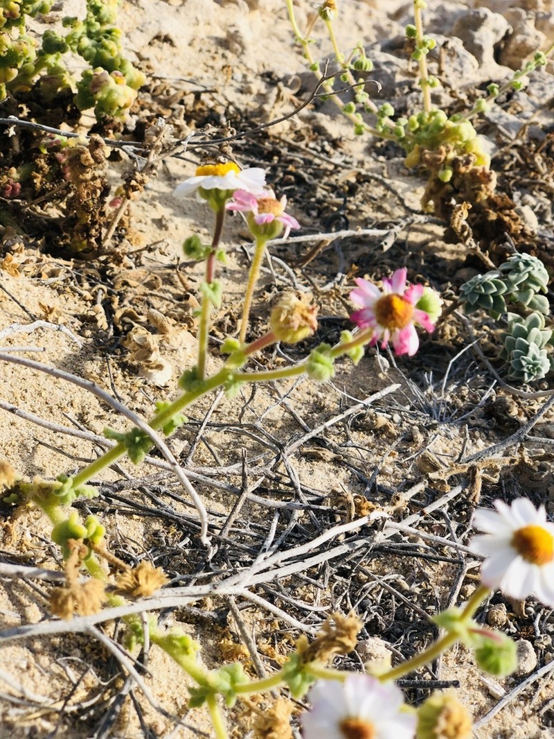 Perityle crassifolia photo 5