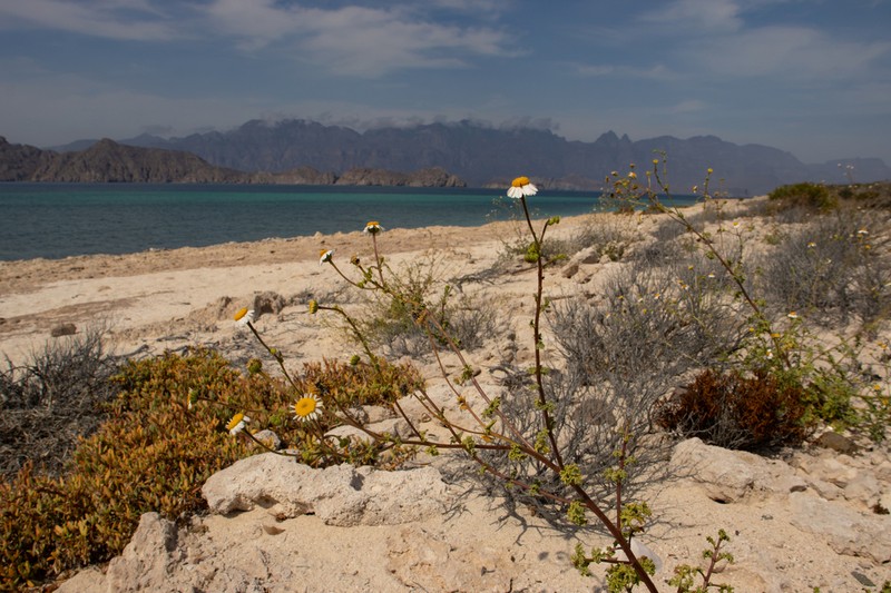 Perityle crassifolia photo 6
