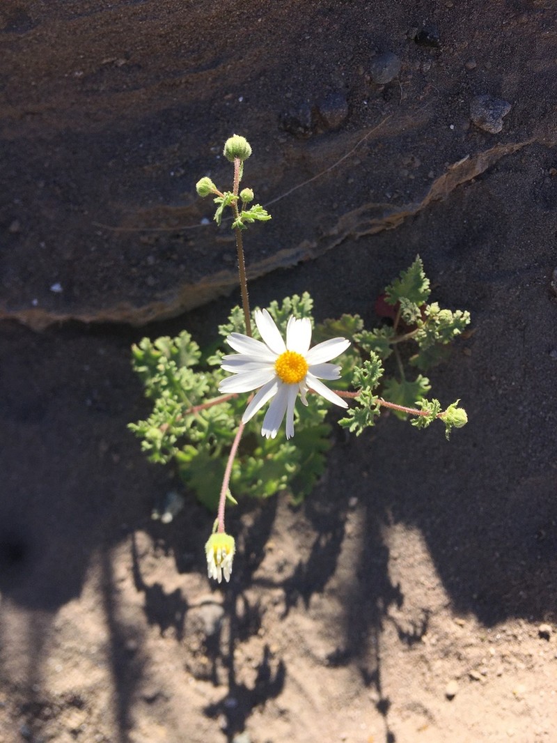 Perityle crassifolia photo 7