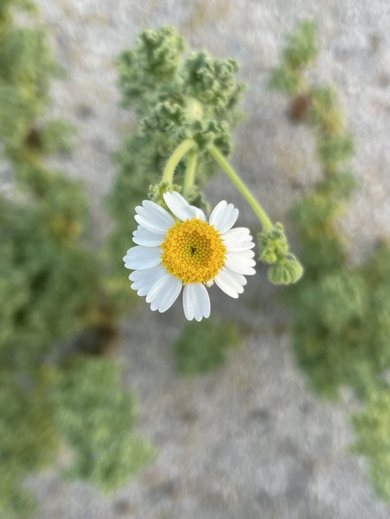 Perityle crassifolia photo 8