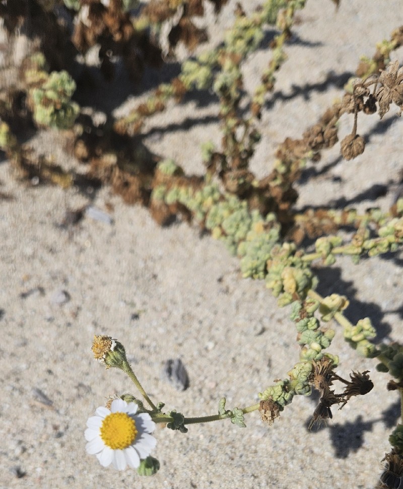 Perityle crassifolia var. crassifolia