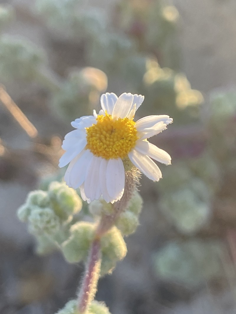 Perityle crassifolia var. crassifolia photo 3