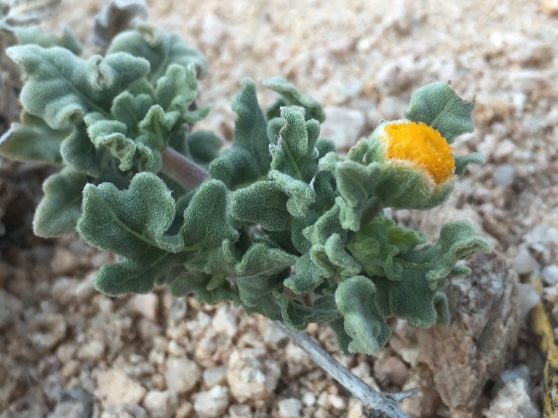 Perityle crassifolia var. crassifolia photo 4