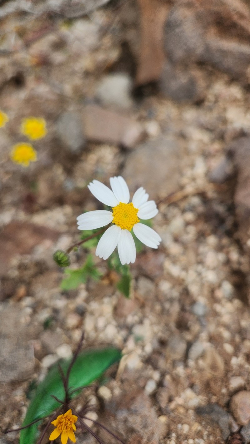 Perityle crassifolia var. robusta