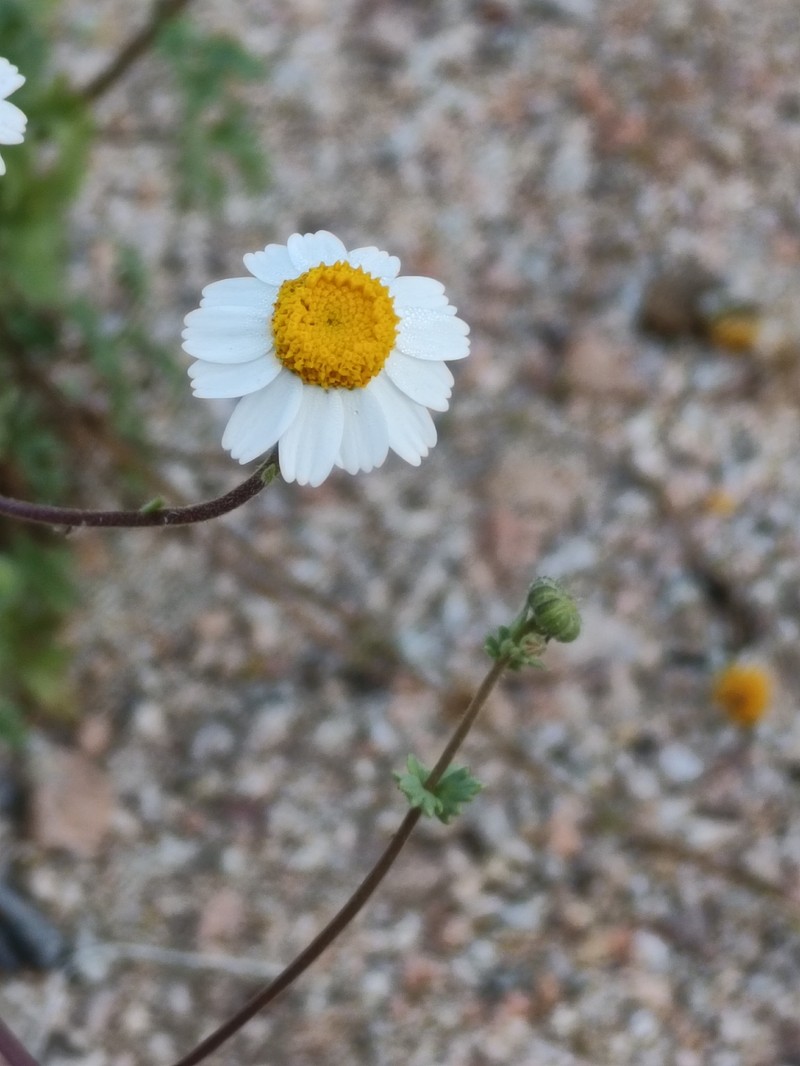 Perityle crassifolia var. robusta photo 2