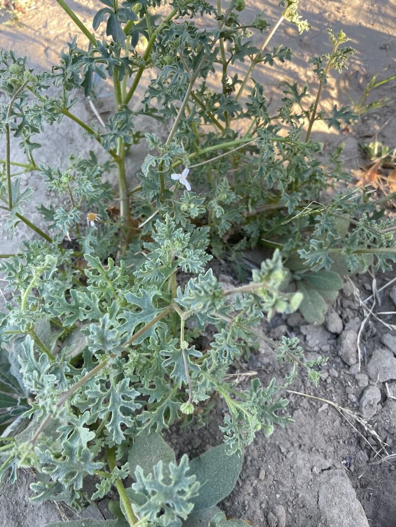 Perityle crassifolia var. robusta photo 3