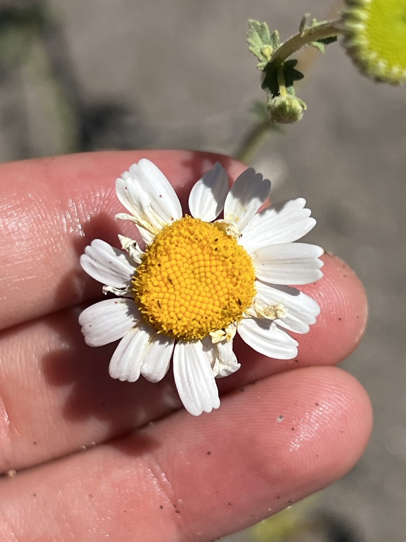 Perityle crassifolia var. robusta photo 4