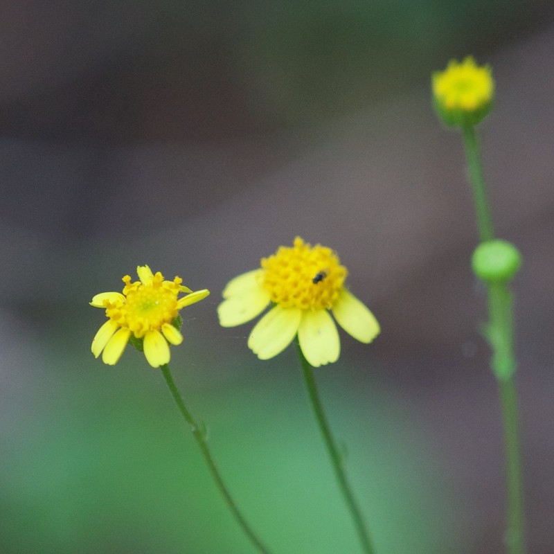 Perityle cuneata