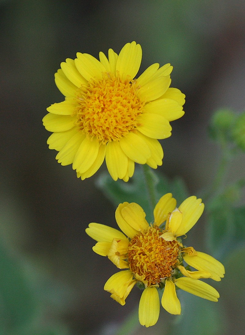 Perityle cuneata photo 2