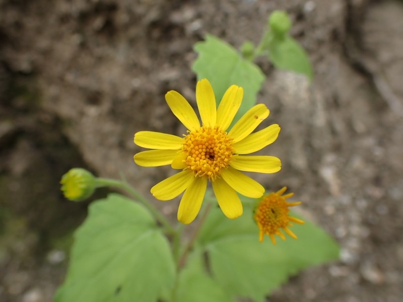 Perityle cuneata photo 3