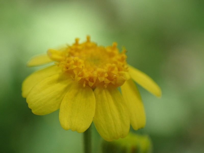 Perityle cuneata photo 4