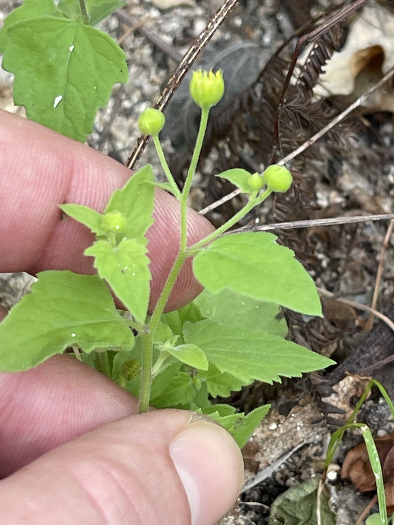 Perityle cuneata photo 5
