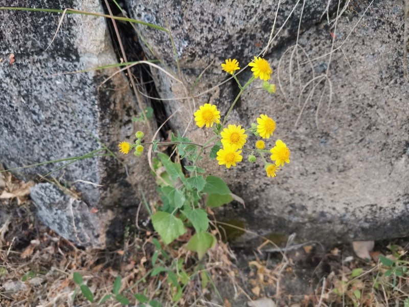 Perityle cuneata photo 6