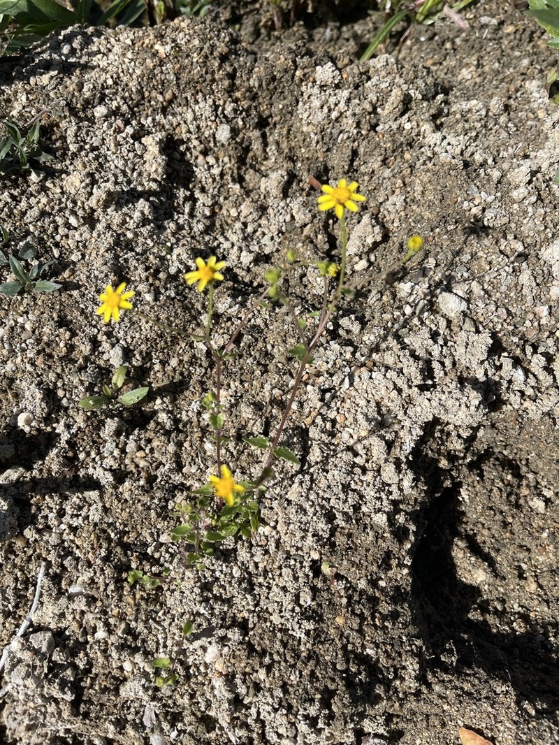 Perityle cuneata photo 7
