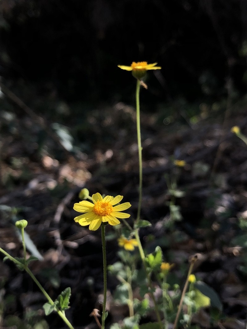 Perityle cuneata photo 8