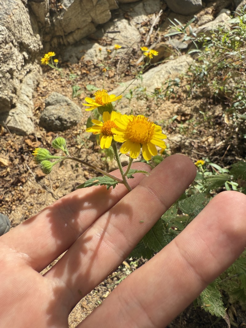Perityle cuneata var. cuneata