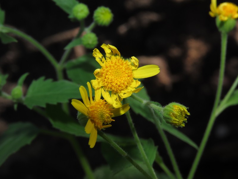 Perityle cuneata var. cuneata photo 2
