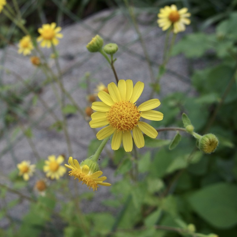 Perityle cuneata var. cuneata photo 3