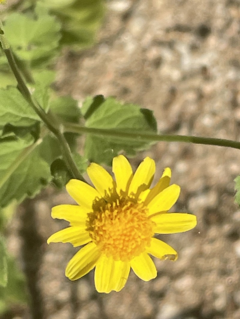 Perityle cuneata var. cuneata photo 4