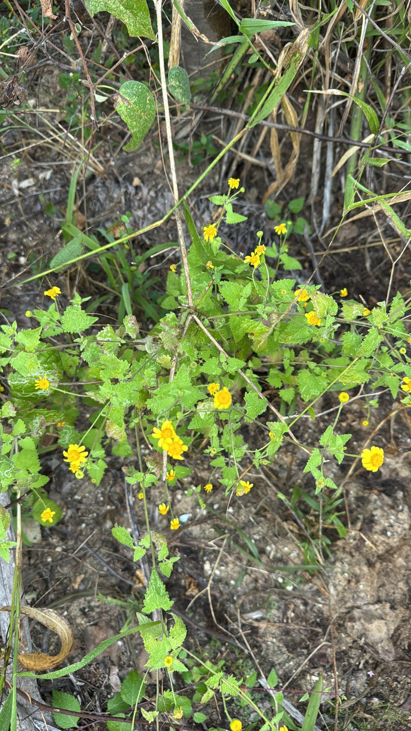 Perityle cuneata var. marginata
