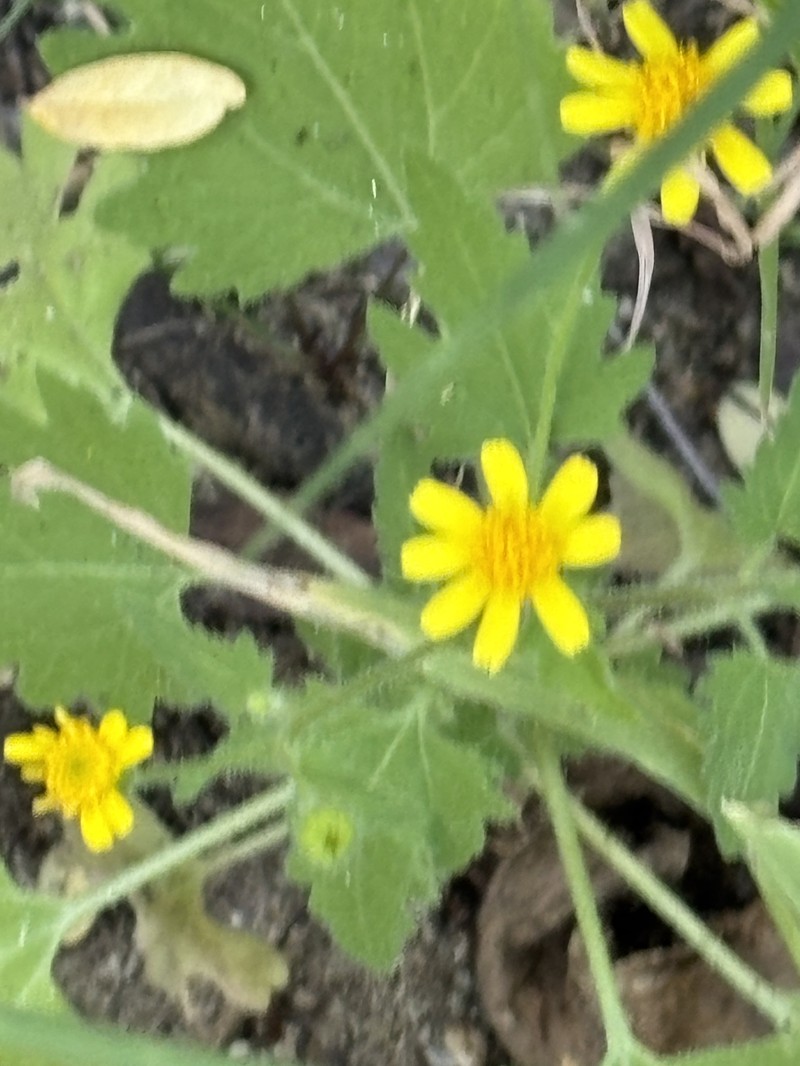 Perityle cuneata var. marginata photo 2