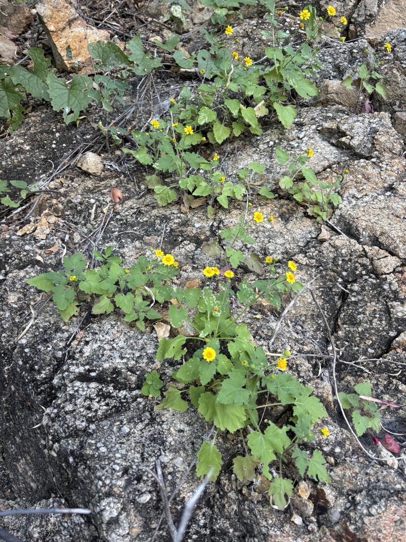 Perityle cuneata var. marginata photo 3