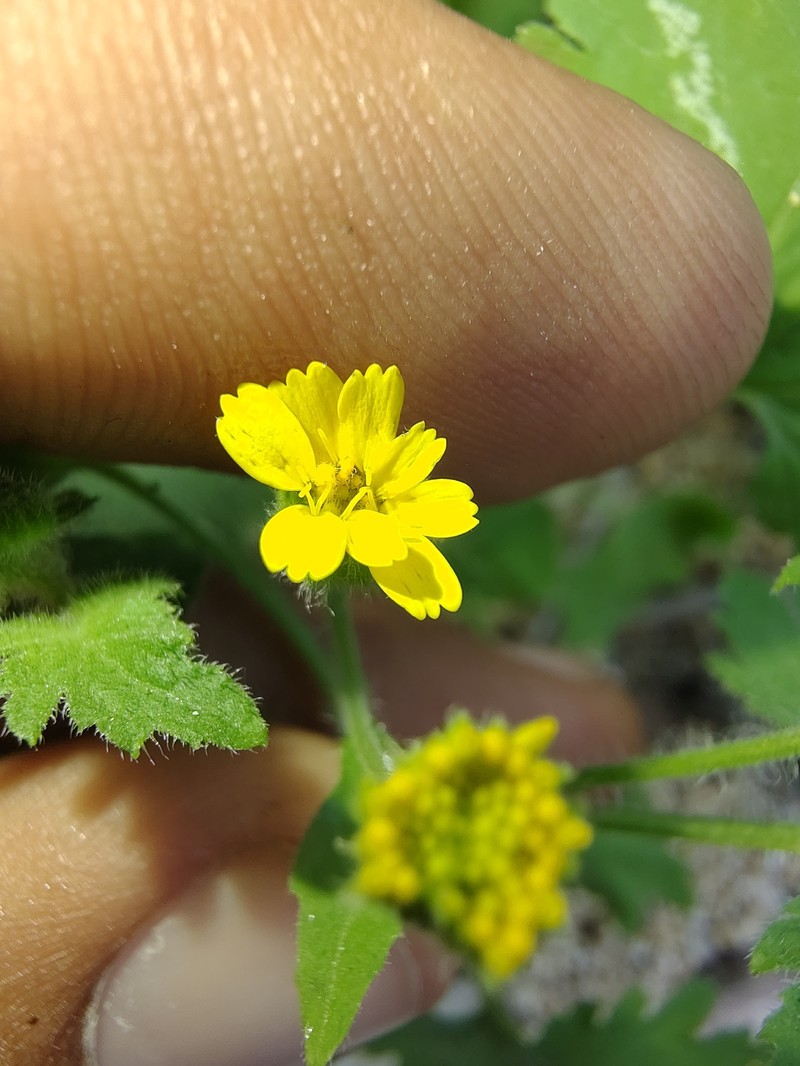 Perityle cuneata var. marginata photo 4