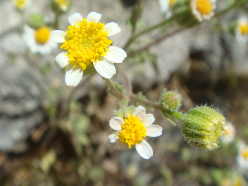Emory's Rockdaisy