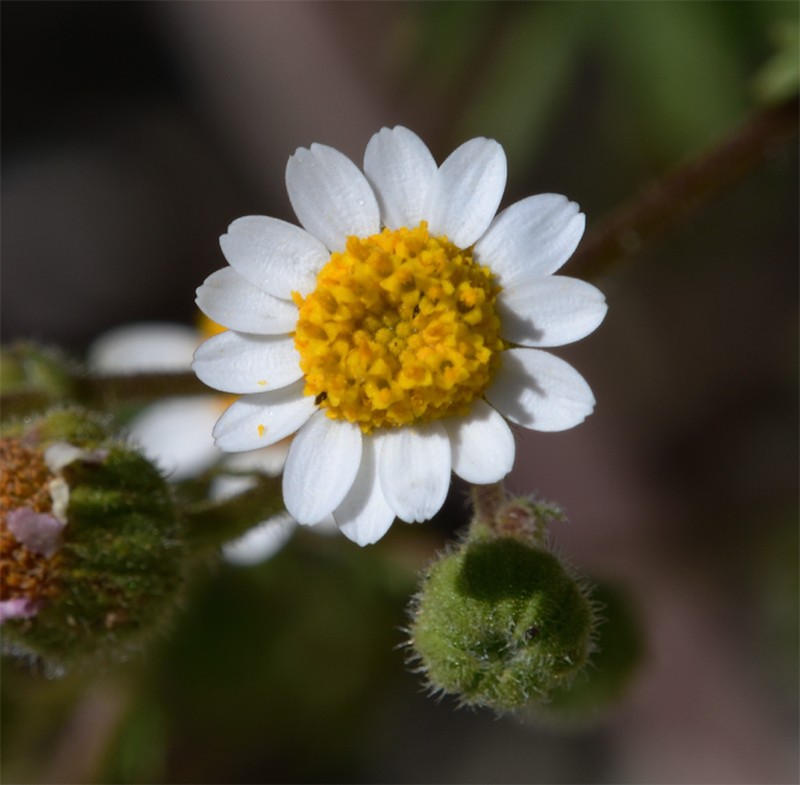Emory's Rockdaisy photo 2