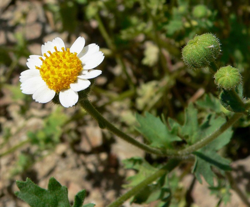 Emory's Rockdaisy photo 3