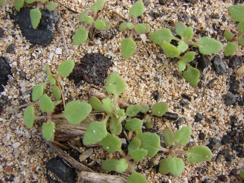 Emory's Rockdaisy photo 4