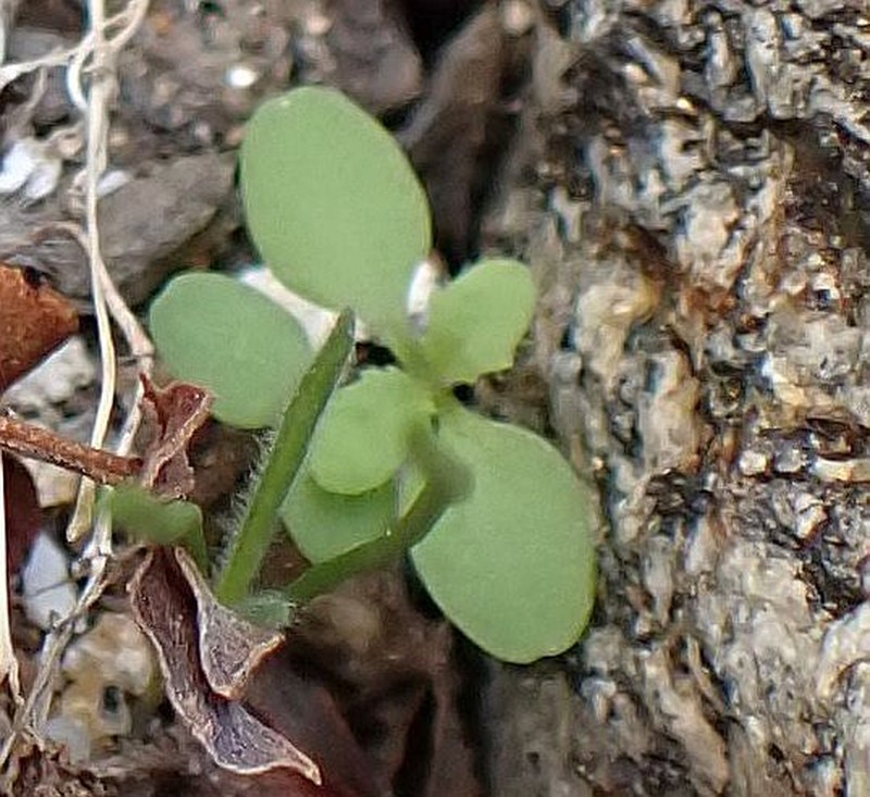 Emory's Rockdaisy photo 3