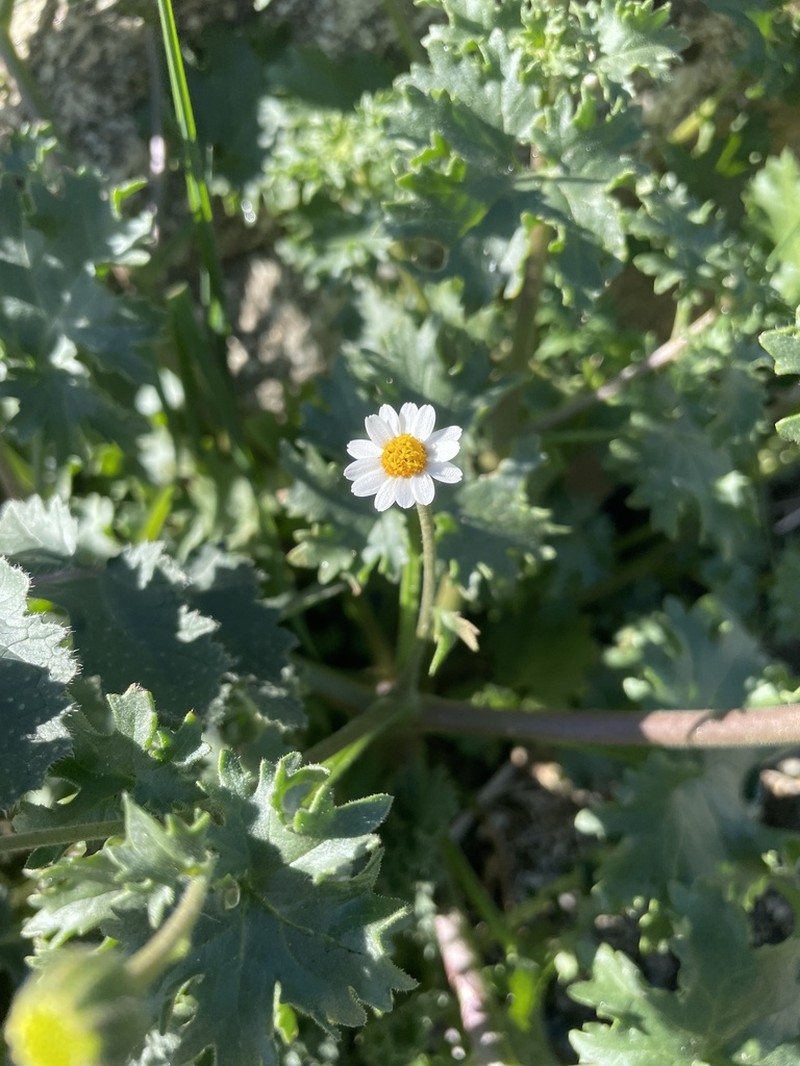 Emory's Rockdaisy photo 4