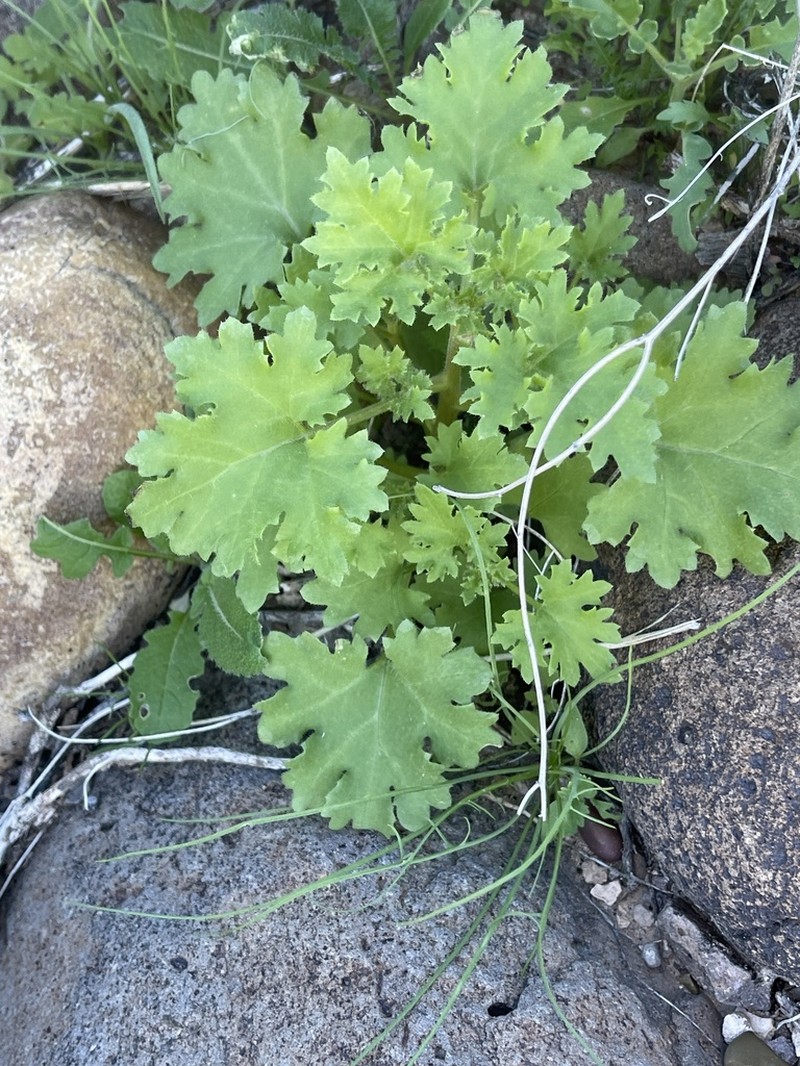 Emory's Rockdaisy photo 5