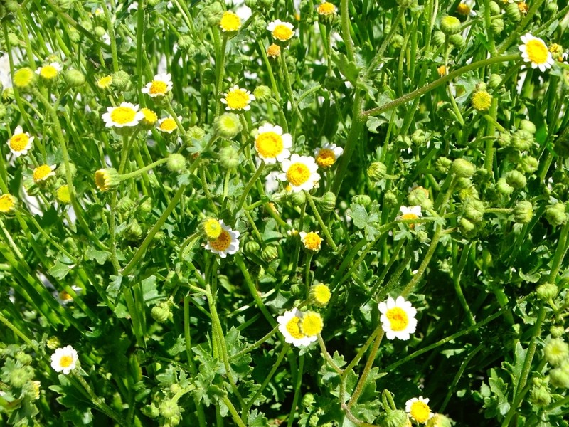 Emory's Rockdaisy photo 6