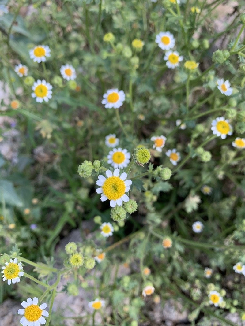 Emory's Rockdaisy photo 7