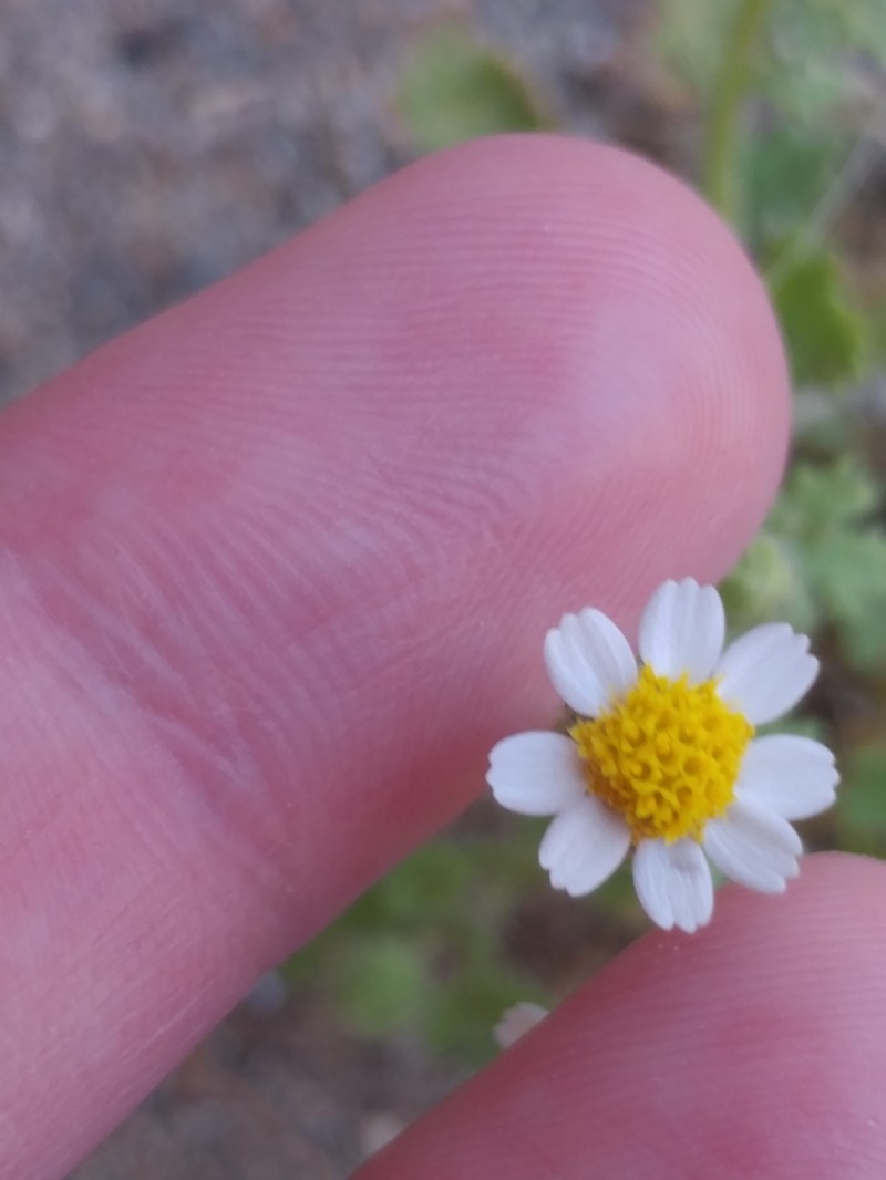 Emory's Rockdaisy photo 8