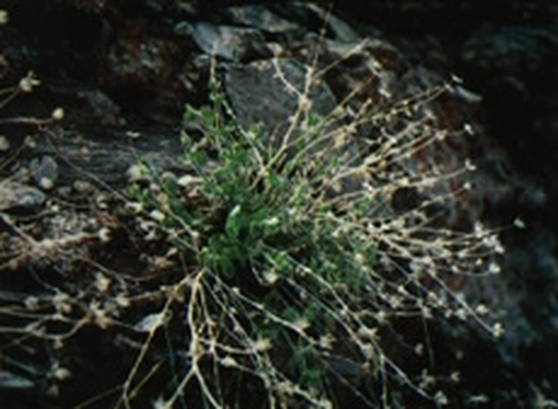 Inyo Rockdaisy photo 2