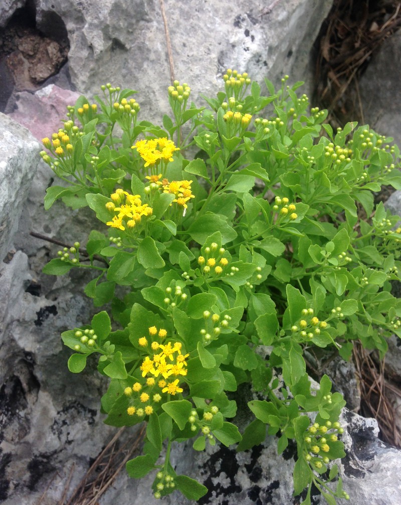 Lindheimer's Rockdaisy