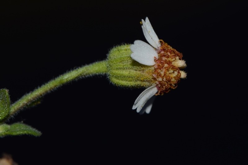 Perityle rosei