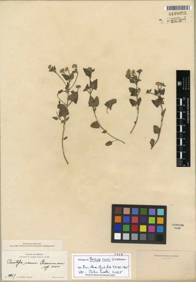 Perityle rosei photo 2