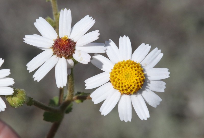 Perityle rotundifolia