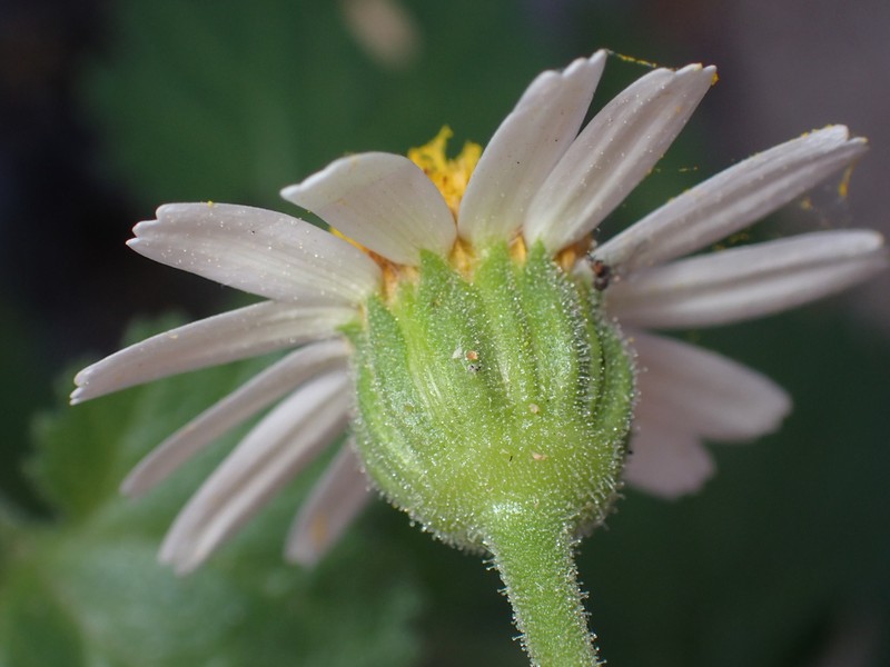 Perityle rotundifolia photo 2