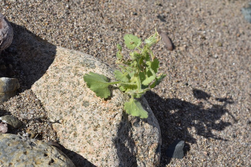 Perityle rotundifolia photo 3
