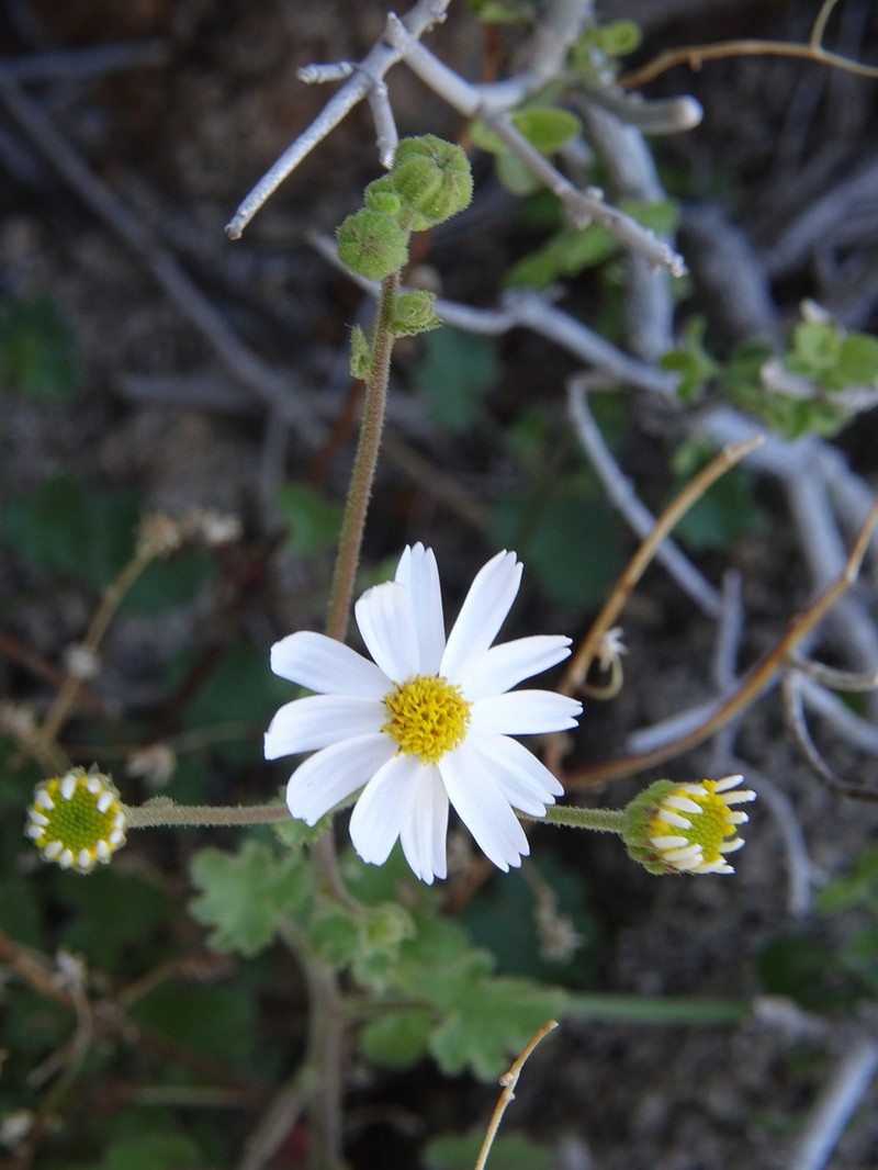 Perityle rotundifolia photo 4