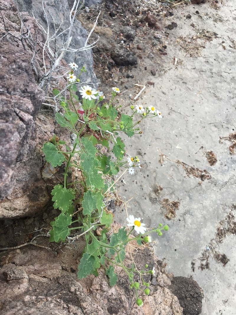 Perityle rotundifolia photo 5