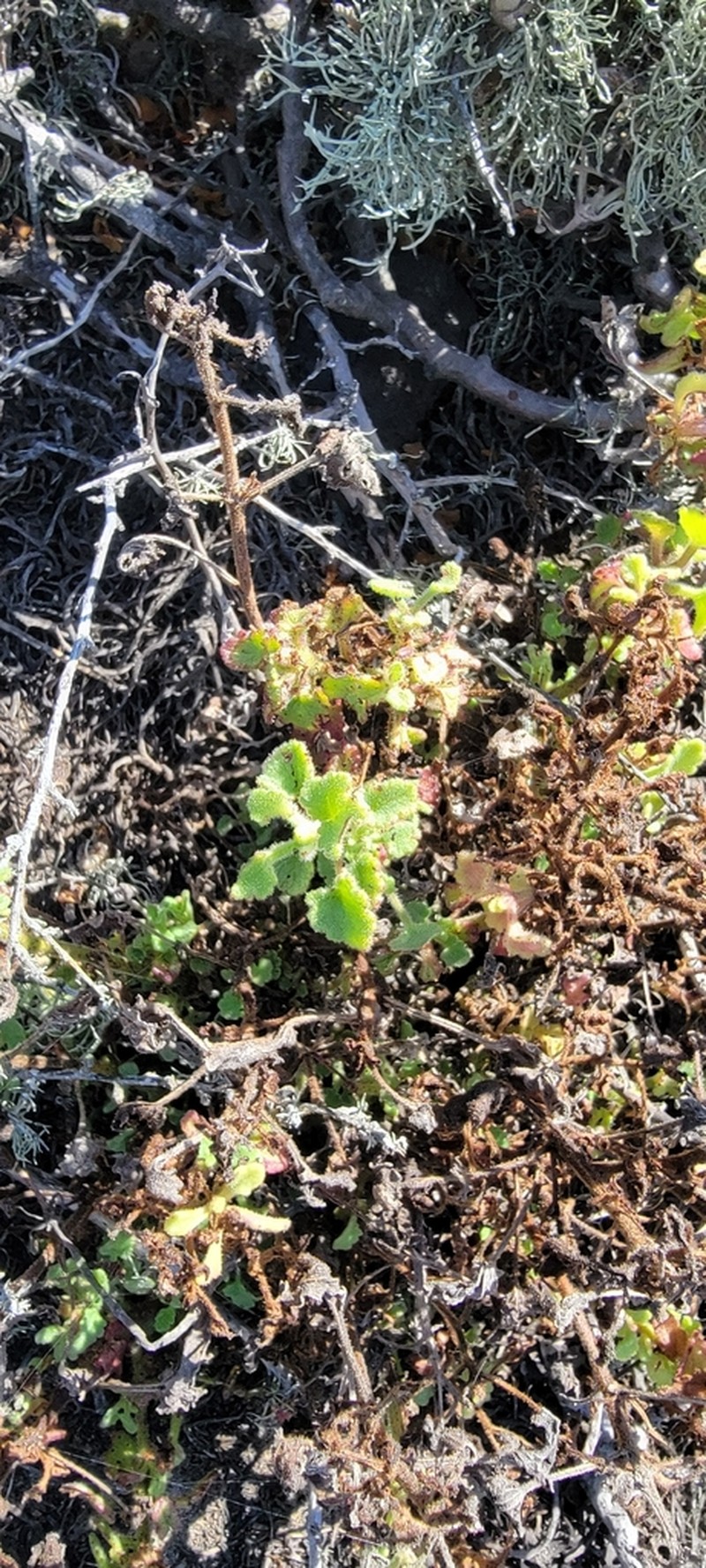 Perityle rotundifolia photo 6
