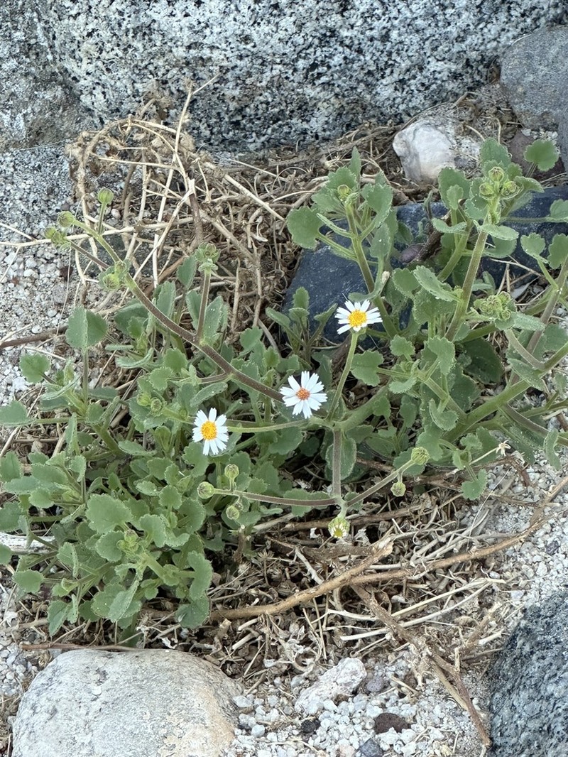 Perityle rotundifolia photo 7