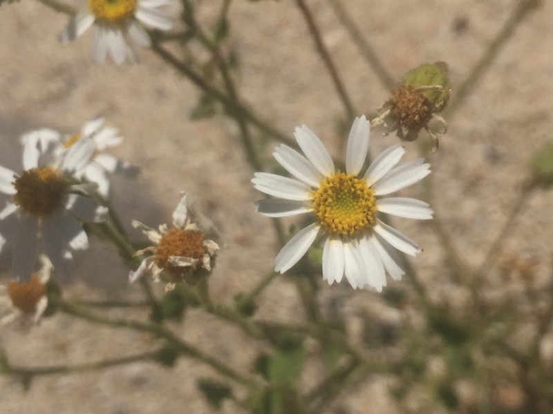 Perityle rotundifolia photo 8