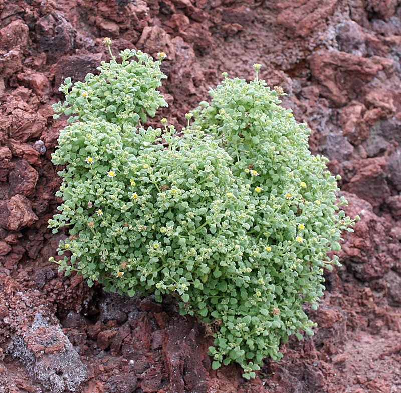 Perityle socorrosensis